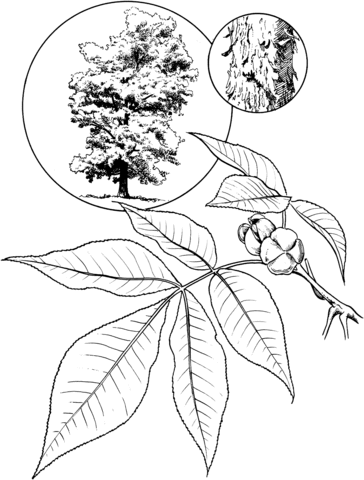 Shagbark Hickory Tree Coloring Page